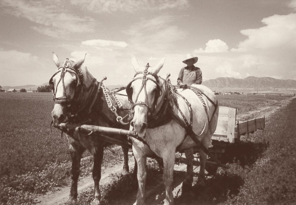 A farmer stands on a wagon behind two grey draft horses in a green field below the mountains